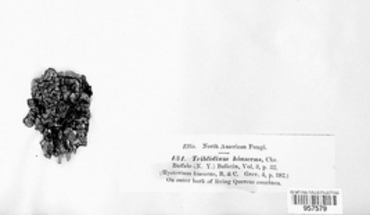 Triblidium hiascens image